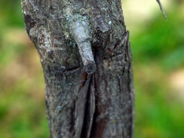 Bahçedeki küçük bir elma ağacının gövdesi, makro.