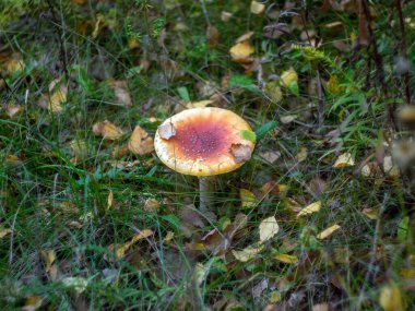 Sonbaharda çimlerin üzerinde parlak sinek agarikleri