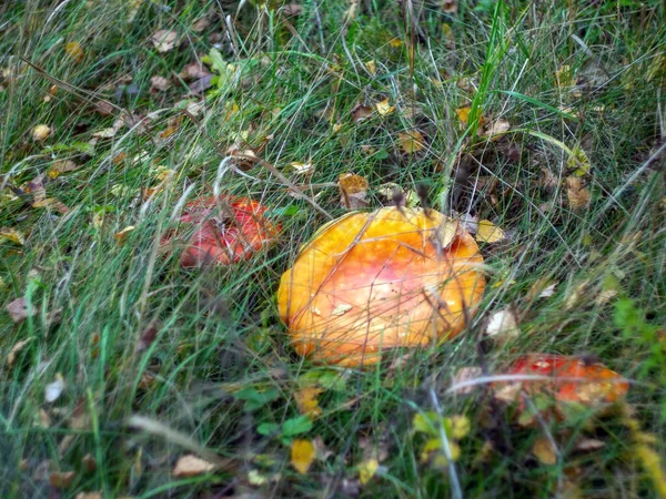 Bright Fly Agarics Grass Autumn — Stockfoto