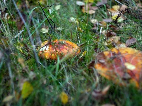Яркая Муха Агарики Траве Осенью — стоковое фото