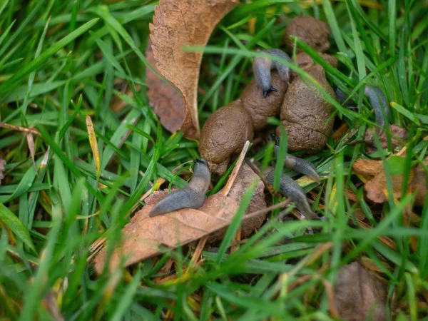 Babosas Sientan Las Heces Hierba Otoño —  Fotos de Stock