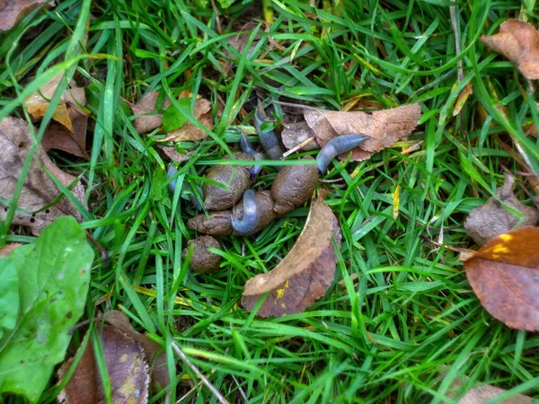 Babosas Sientan Las Heces Hierba Otoño —  Fotos de Stock