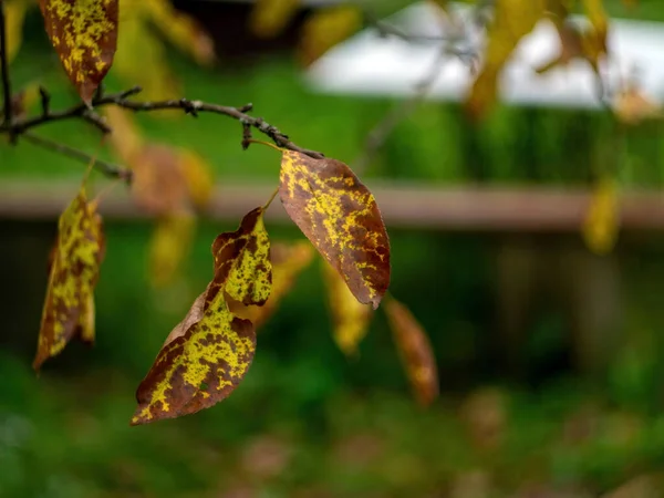 Yellowed Leaves Tree Garden Autumn — Fotografia de Stock