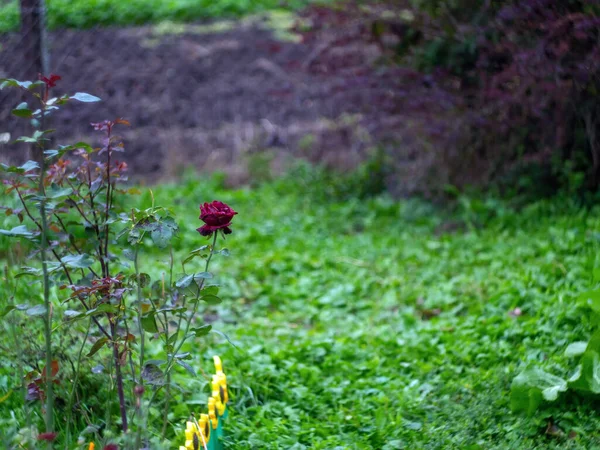 Rosa Roja Oscura Solitaria Jardín Otoño —  Fotos de Stock