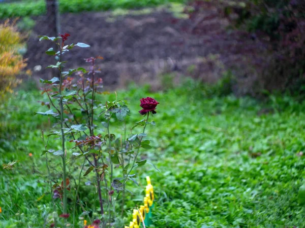 Bahçede Yalnız Koyu Kırmızı Gül Sonbahar — Stok fotoğraf