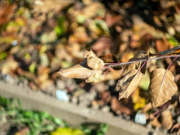 Yellowed Leaves Tree Garden Autumn — Fotografia de Stock