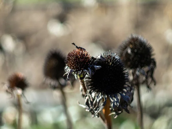 Echinacea Opadłymi Płatkami Ogrodzie Jesień — Zdjęcie stockowe