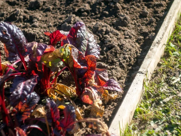 Salad Kebun Tempat Tidur Musim Gugur — Stok Foto