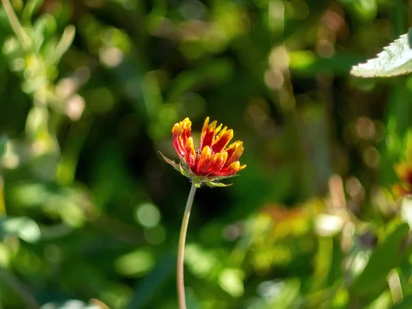 Piccolo Fiore Rosso Giallo Giardino Autunno — Foto Stock