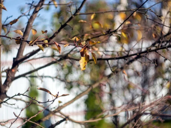 Κίτρινα Φύλλα Ένα Δέντρο Στον Κήπο Φθινόπωρο — Φωτογραφία Αρχείου