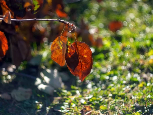 Folhas Vermelhas Árvores Jardim Outono — Fotografia de Stock