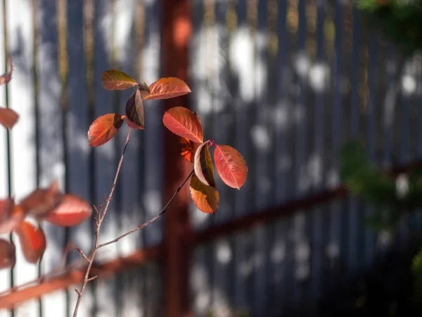 Red Leaves Trees Garden Autumn — Fotografia de Stock