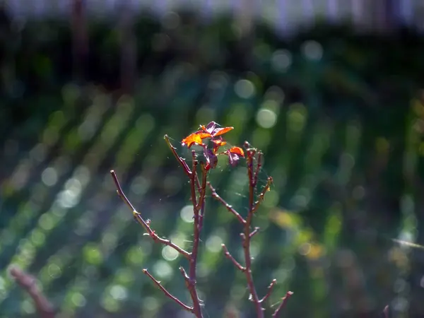 Rosenstrauch Mit Fallenden Blättern Garten Herbst — Stockfoto