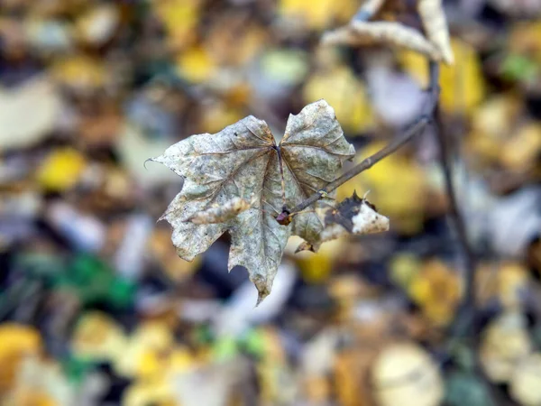 Fallen Leaves Fell Tree Grass Fall — Fotografia de Stock