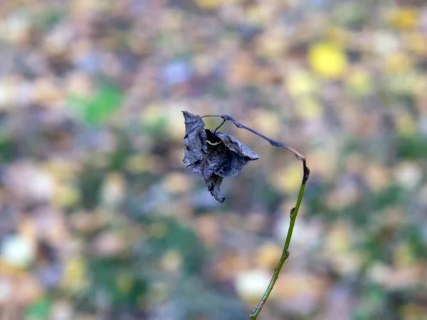 倒れた葉は秋に木から草の上に落ち — ストック写真