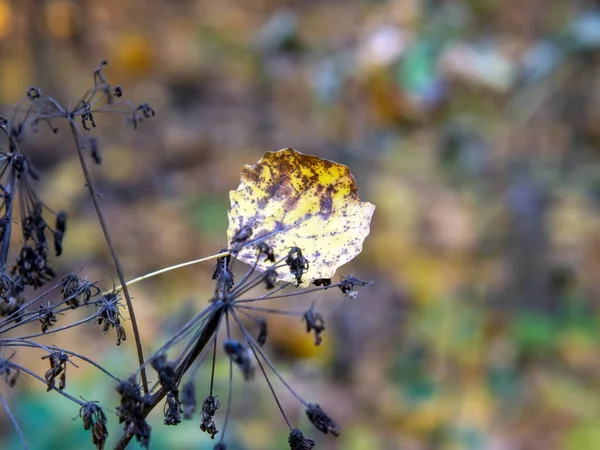 Düşen Yapraklar Sonbaharda Ağaçtan Çimenlere Düştü — Stok fotoğraf