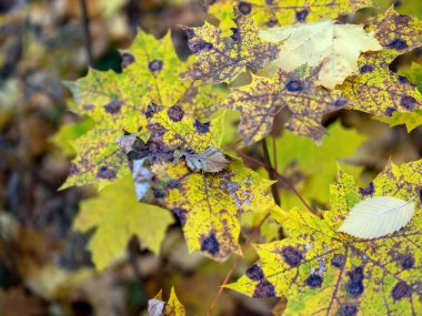 yellow maple leaves in the forest, in autumn