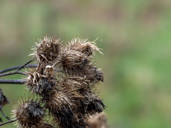 Dry Burdock Thorns Bushes Autumn — ストック写真