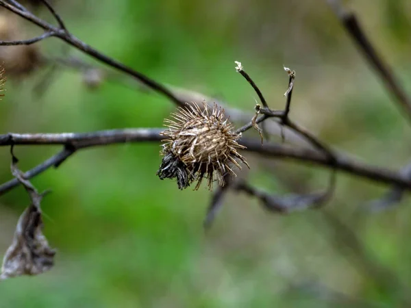 Dry Burdock Thorns Bushes Autumn —  Fotos de Stock