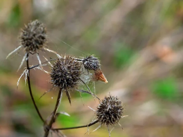 Dry Burdock Thorns Bushes Autumn — Stockfoto