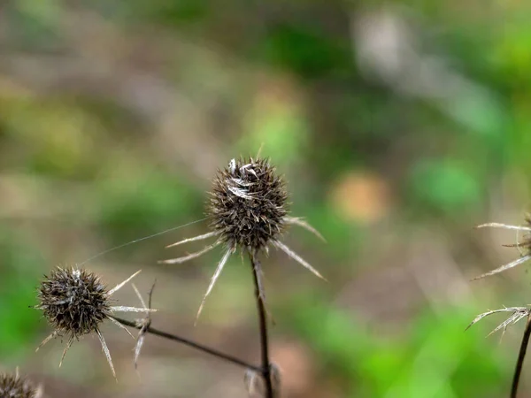 Dry Burdock Thorns Bushes Autumn — стоковое фото