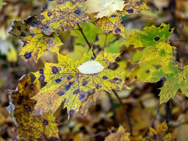 Yellow Maple Leaves Forest Autumn — Fotografia de Stock