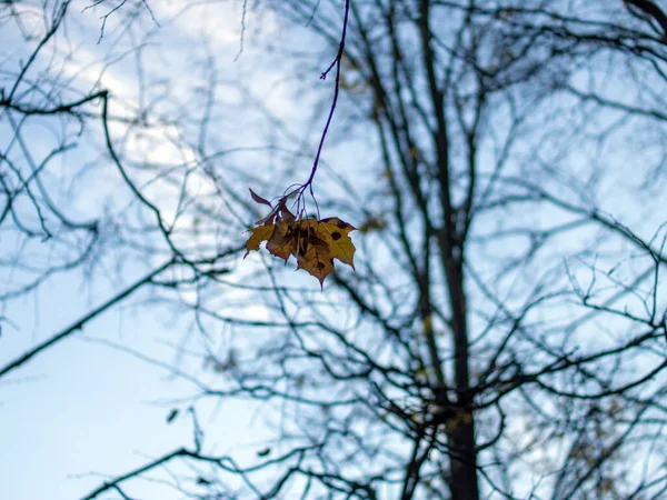 Yellow Maple Leaves Forest Autumn — Foto de Stock