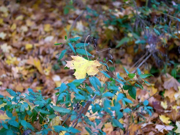 Yellow Maple Leaves Forest Autumn — Photo