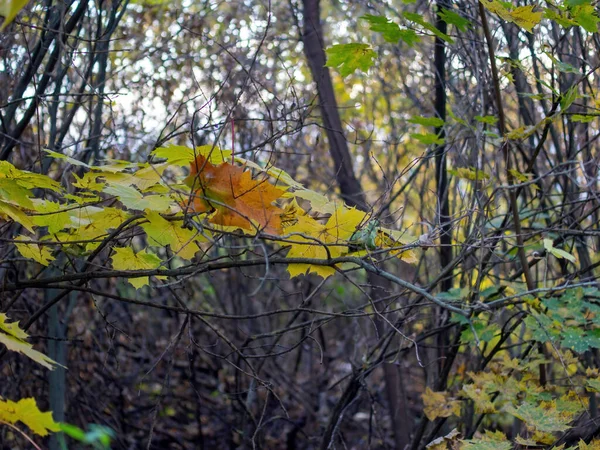 Yellow Maple Leaves Forest Autumn — ストック写真