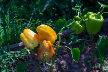 bright sweet peppers on the bed, in summer