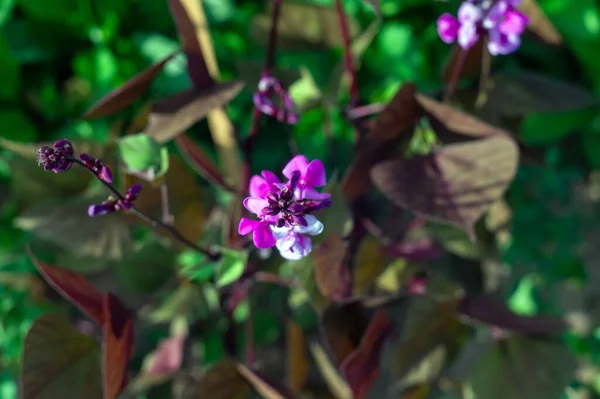 Small Purple Flowers Pot Summer — Stockfoto