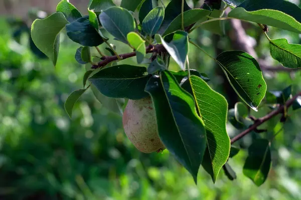 Pears Hang Branch Garden Summer — Photo