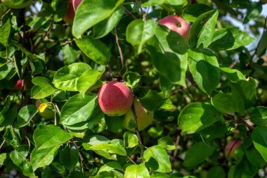 apples on branches in the garden, in summer