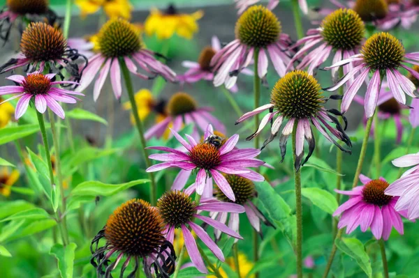 庭の花壇の色とりどりの花々夏には — ストック写真