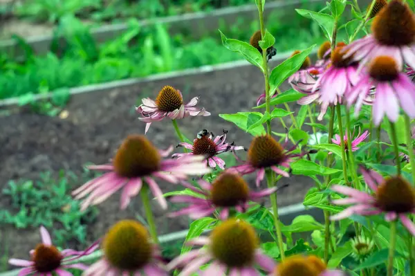 Барвисті Квіти Клумбі Саду Влітку — стокове фото