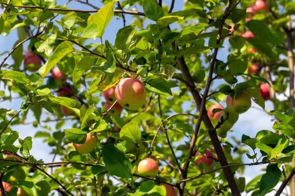 apples on branches in the garden, in summer