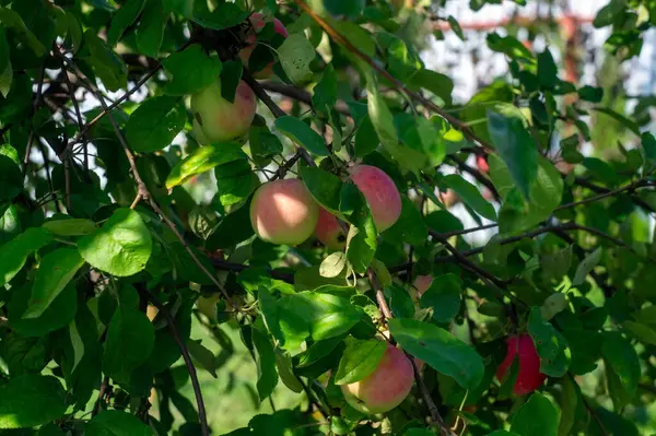 Apples Branches Garden Summer — Photo