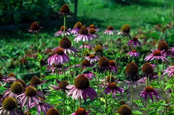 Colorful Flowers Flower Bed Garden Summer — стоковое фото