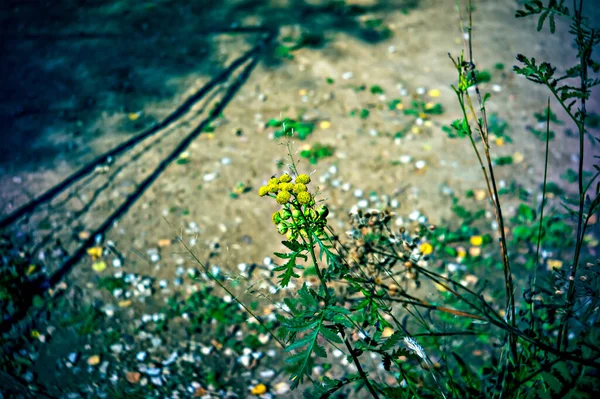Lomographie Kleine Gelbe Blüten Auf Wildem Gras Minitar — Stockfoto