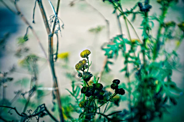 Lomografi Yabani Otların Üzerinde Küçük Sarı Çiçekler Minitar — Stok fotoğraf