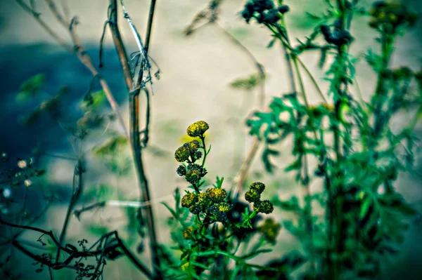 Lomographie Kleine Gelbe Blüten Auf Wildem Gras Minitar — Stockfoto