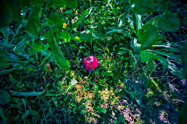 Apfel Fiel Auf Gras Garten Lomographie — Stockfoto