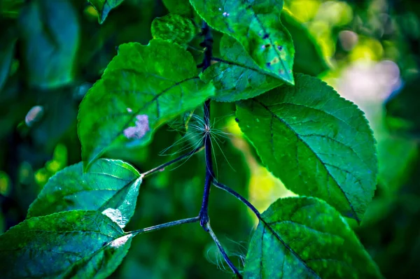 Branche Pommier Dans Jardin Été Lomographie — Photo