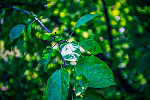 Yazın Bahçede Bir Elma Dalı Lomografi — Stok fotoğraf