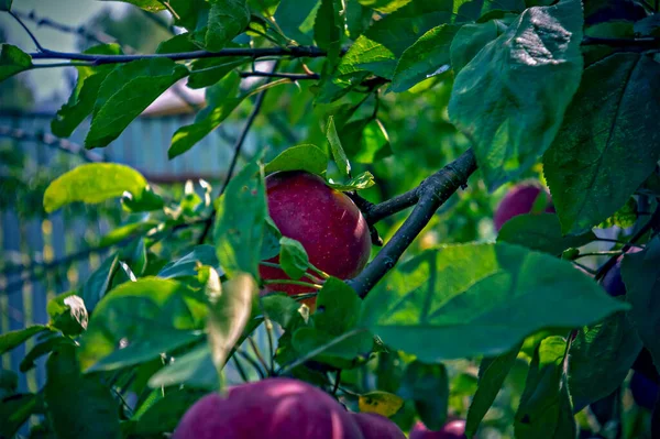 Apples Branch Garden Summer Lomography — Photo