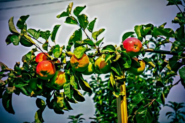 Apples Branch Garden Summer Lomography — Photo