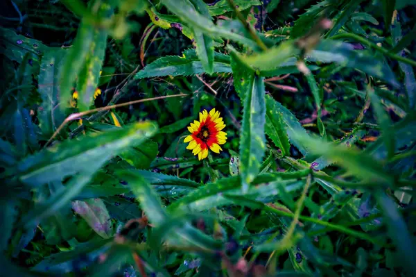 Multicolored Flowers Flower Bed Summer Lomography — Zdjęcie stockowe