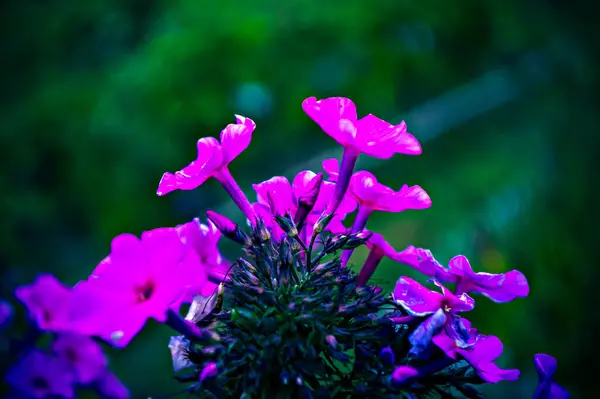 Small Purple Flowers Garden Summer Lomography — Stockfoto