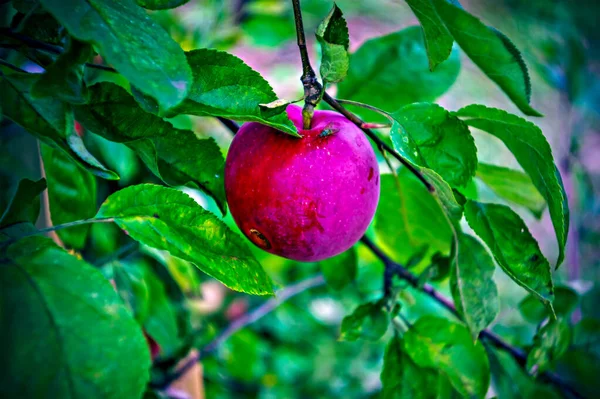 Apples Branch Garden Summer Lomography — Photo