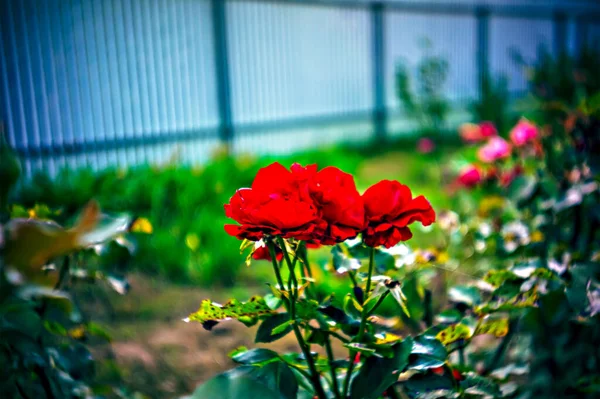 Roses Rouges Vives Dans Jardin Été Lomographie — Photo